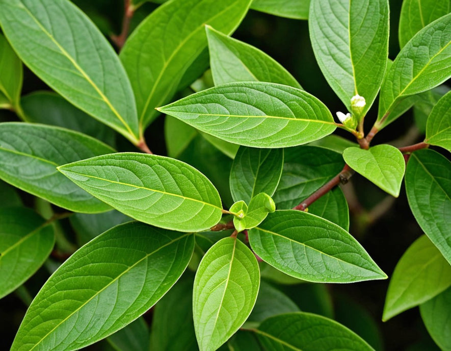 Rhamnus cathartica: Common Buckthorn Seeds