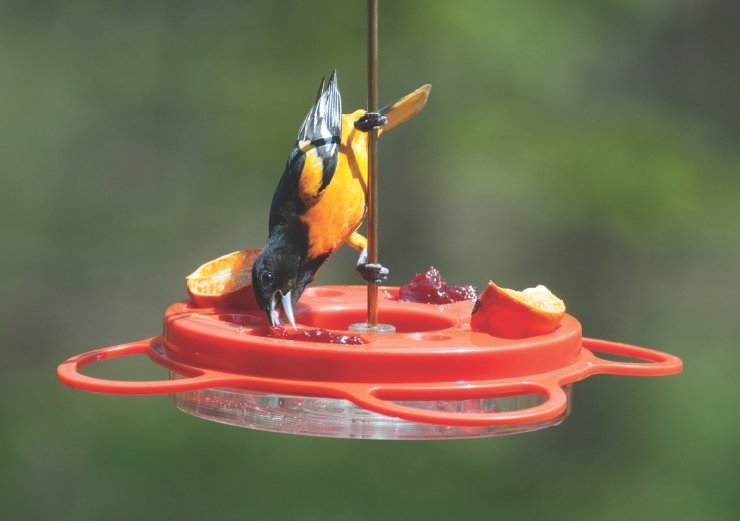12 Oz. Oriolefest Bird Feeder