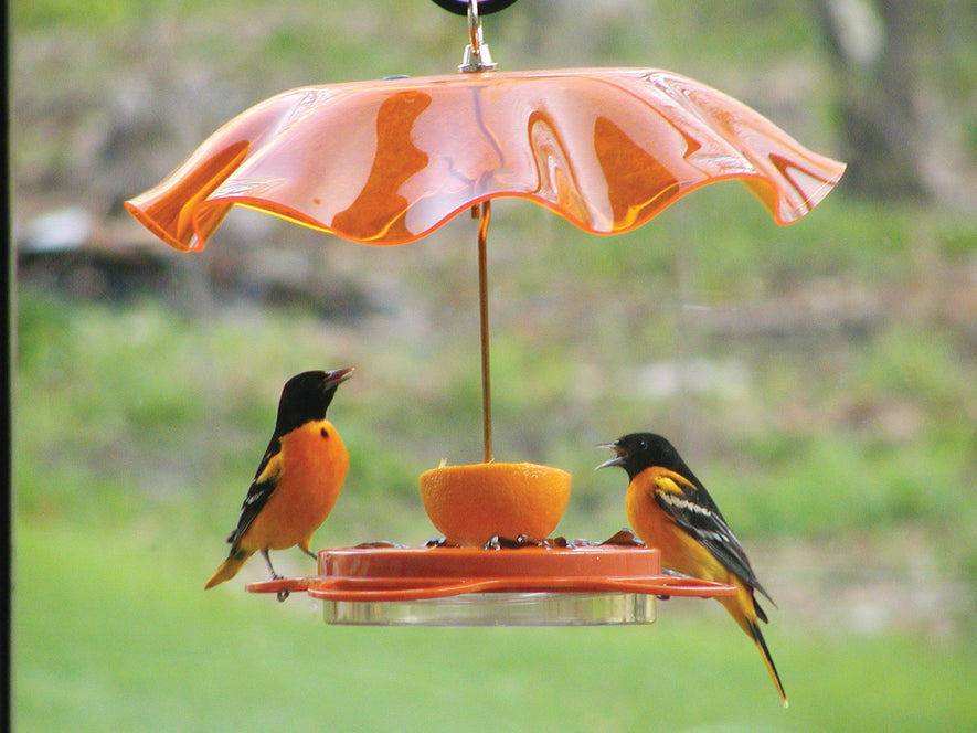 12 Oz. Oriolefest Bird Feeder