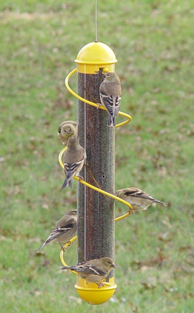 17 Inch Yellow Spiral Finch Tube Feeder