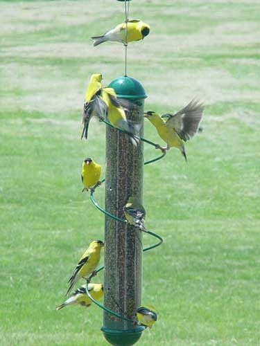 17 in. Green Spiral Finch Tube Feeder