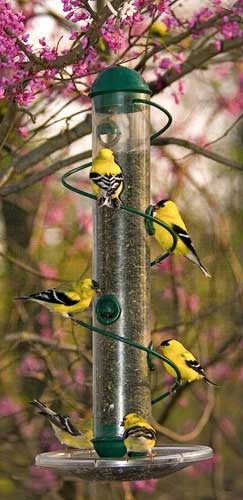 Bird outlet feeder online