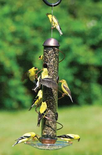 Bird sales feeder online