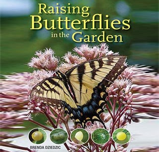 Raising Butterflies in the Garden