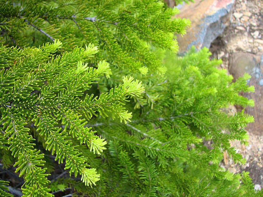 Abies lasiocarpa: Alpine Fir Seeds