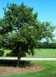 Acer buergeranum: Trident Maple Seeds