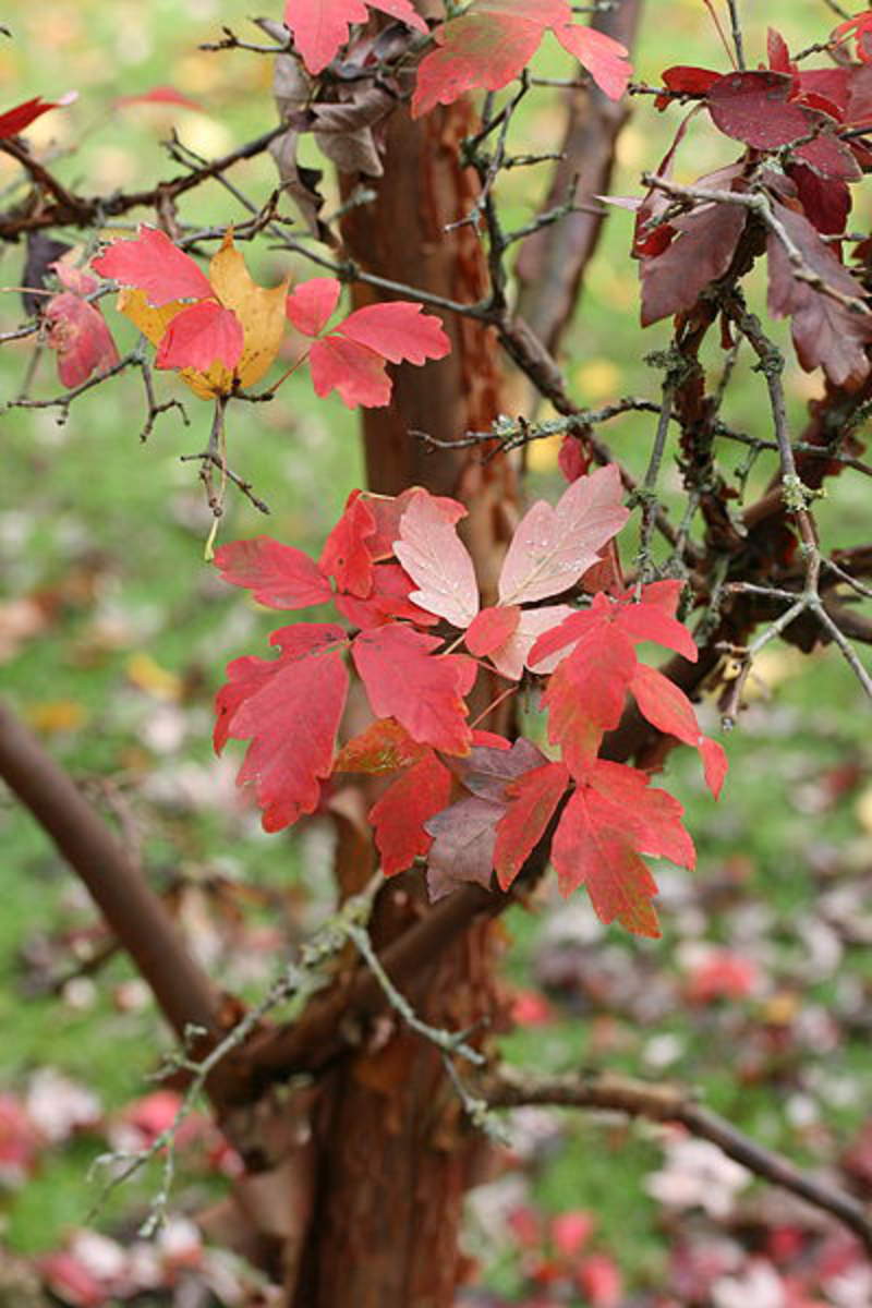 Acer griseum: Paperbark Maple Seeds