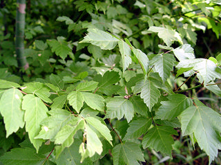 Acer negundo: Box Elder Seeds