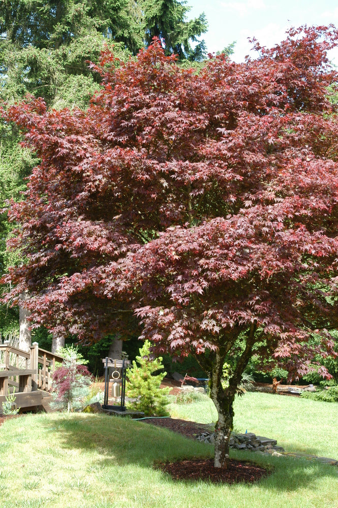 Acer palmatum 'Atropurpureum': Red Japanese Maple