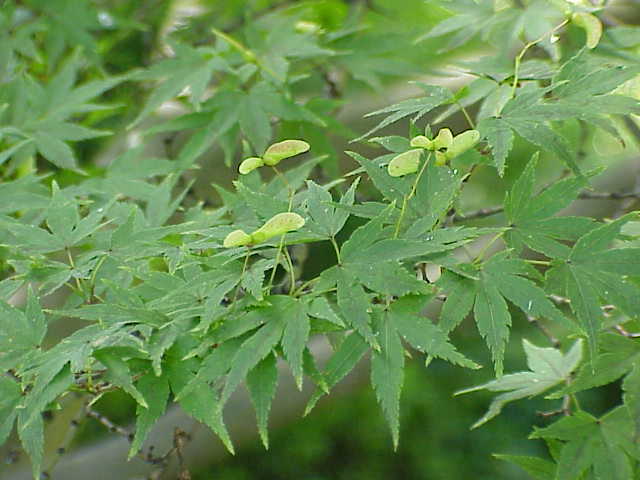 Acer palmatum 'Sumi nagashi': Sumi-nagashi Japanese Maple Seeds
