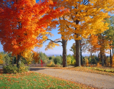 planting sugar maple seeds Acer saccharum: Sugar Maple Seeds