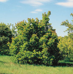 Acer tataricum: Tartarian Maple Seeds