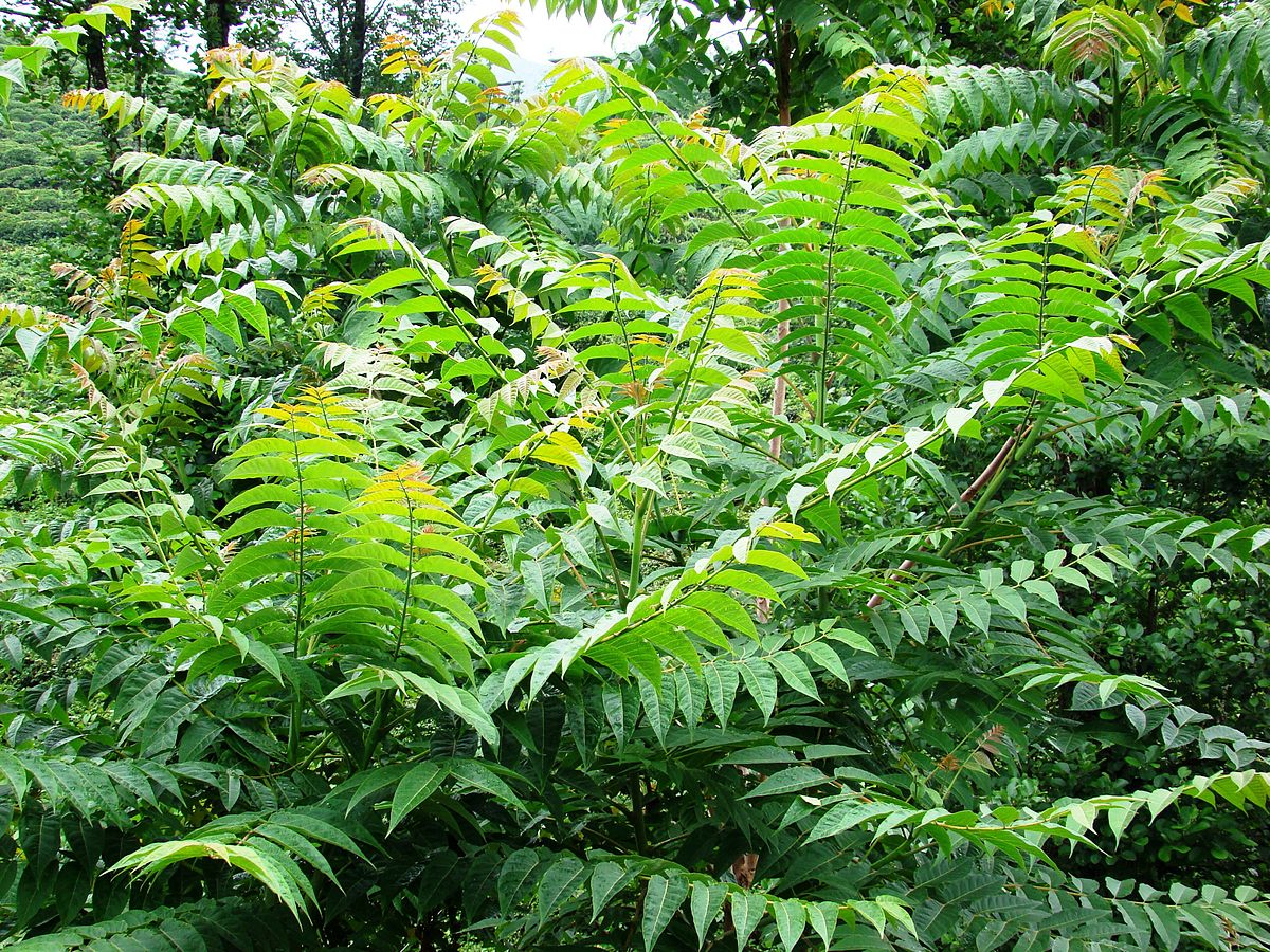 ailanthus altissima hoja Ailanthus altissima: Tree of Heaven Seeds