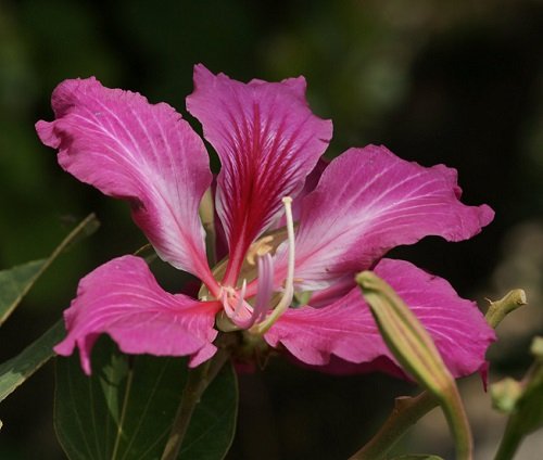 planting orchid tree seeds Bauhinia purpurea: Orchid Tree Seeds