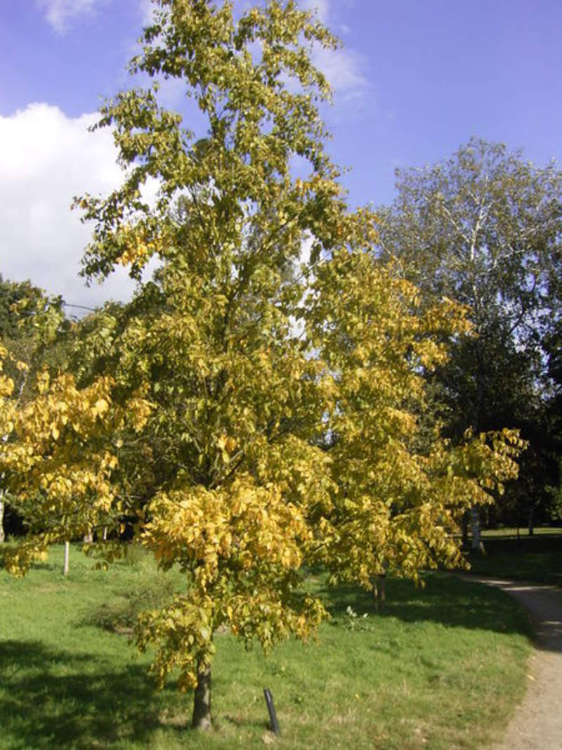 Betula lenta: Sweet Birch Seeds