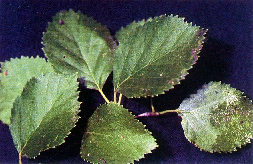 Betula occidentalis: Water Birch Seeds