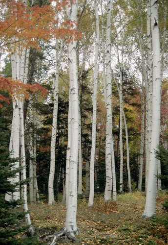 Betula platyphylla 'Japonica': Japanese White Birch Seeds