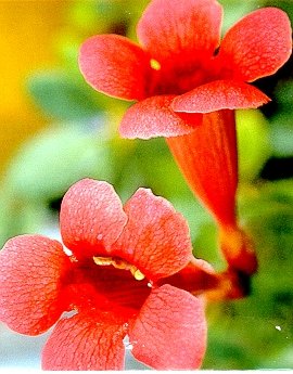 Campsis radicans: Trumpet Creeper Seeds