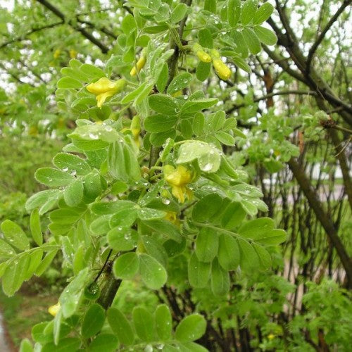 planting caragana seeds Caragana microphylla: Littleleaf Caragana Seeds