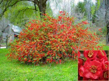 Chaenomeles japonica: Dwarf Flowering Quince Seeds