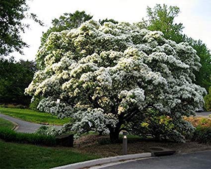 garden tree seeds Chionanthus retusa: Chinese Fringe Tree Seeds
