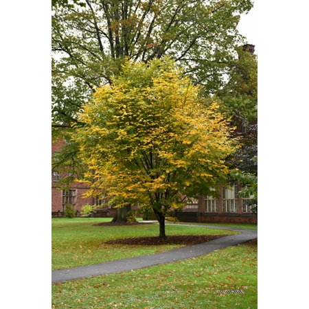 Cladrastis lutea: American Yellowwood Tree Seeds