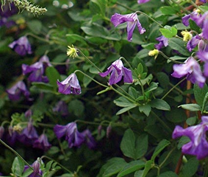 Clematis viticella: Italian Clematis Seeds