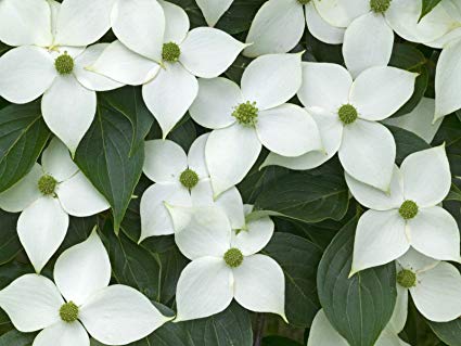 Cornus kousa 'Milky Way': Milky Way Dogwood Seeds