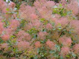 Cotinus Coggygria: Smoke Tree Seeds