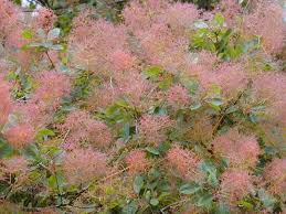 Cotinus coggygria: Smoke Tree Seeds