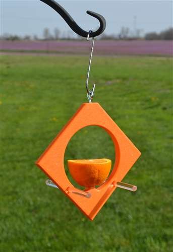 Diamond Oriole Feeder