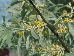 Elaeagnus angustifolia: Russian Olive Seeds