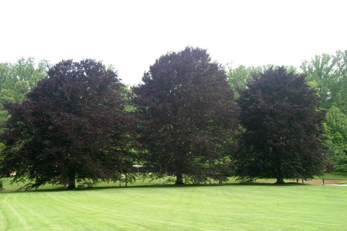 Fagus sylvatica 'Purpurea': European Purpleleaf Beech Seeds