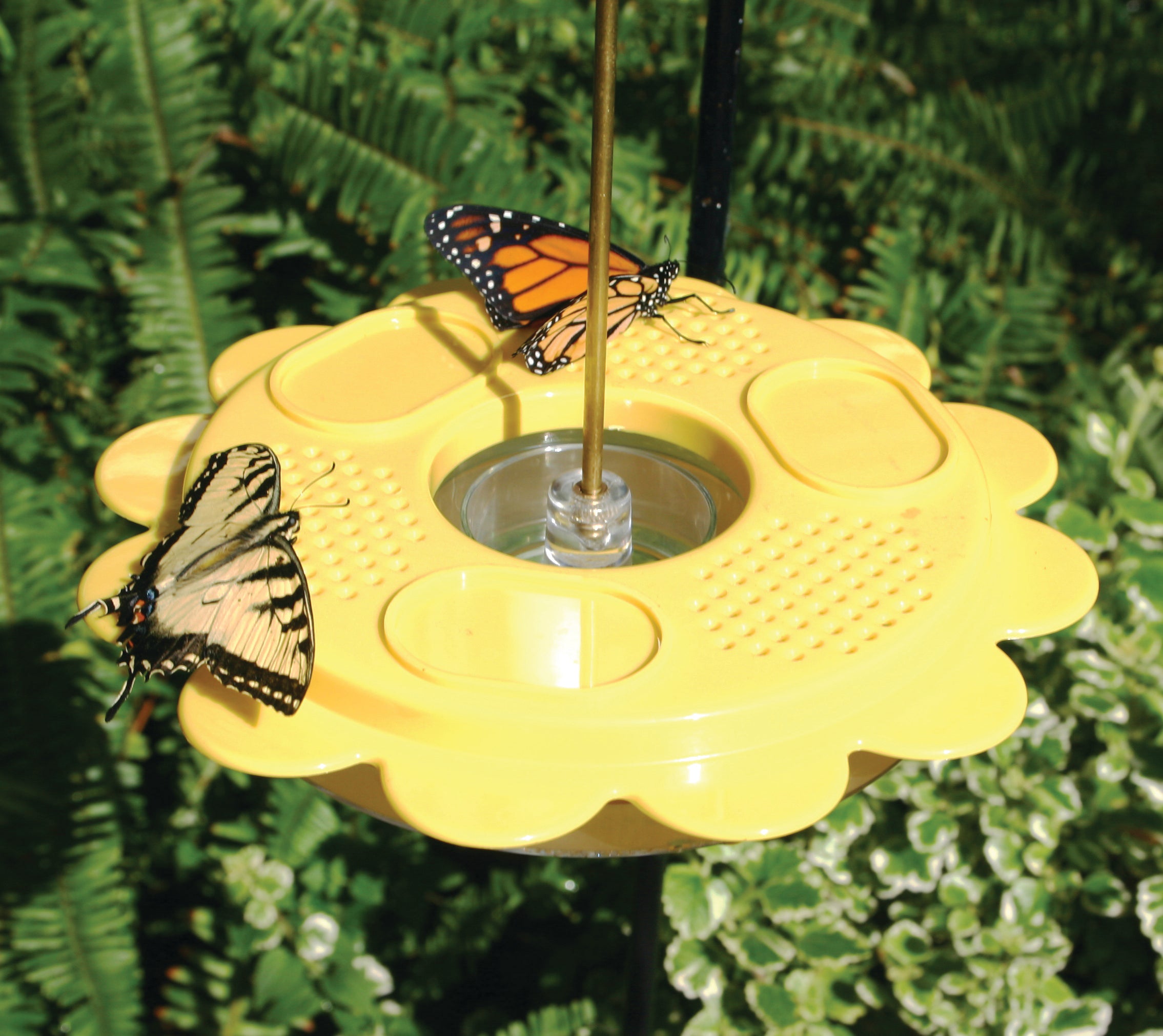 Buy Flutterby Butterfly Feeder Online in USA, $22.95 - TreeHelp.com
