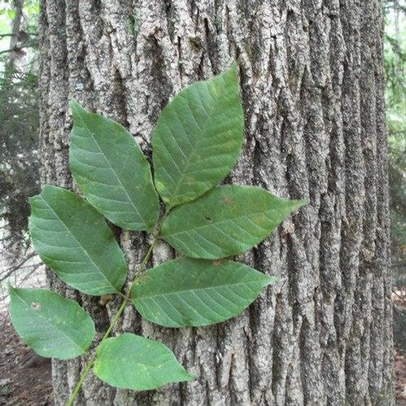 Fraxinus americana: American White Ash Seeds