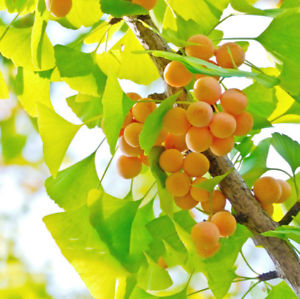 ginkgo biloba seeds planting Ginkgo biloba: Maidenhair Tree Seeds