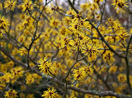 Hamamelis mollis: Chinese Witch Hazel Seeds