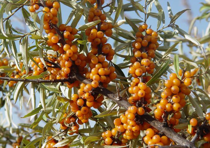 Hippophae rhamnoides: Sea Buckthorn Seeds