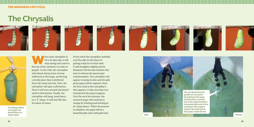 How to Raise Monarch Butterflies: A Step-by-Step Guide for Kids