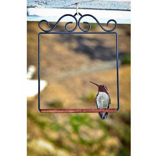 Hummingbird Swing, Black