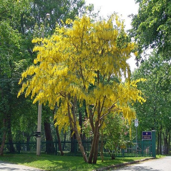 Laburnum anagyroides: Goldenchain Tree Seeds