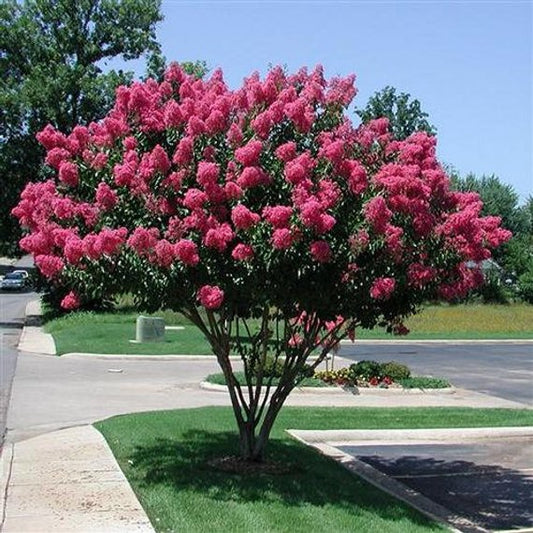 Lagerstroemia indica: Crapemyrtle Seeds