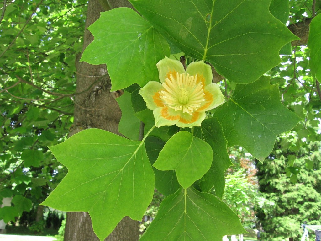 yellow flower tree with long seed pods Liriodendron tulipifera: Tuliptree Seeds