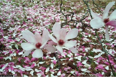 Magnolia X Soulangiana - Saucer Magnolia Seeds