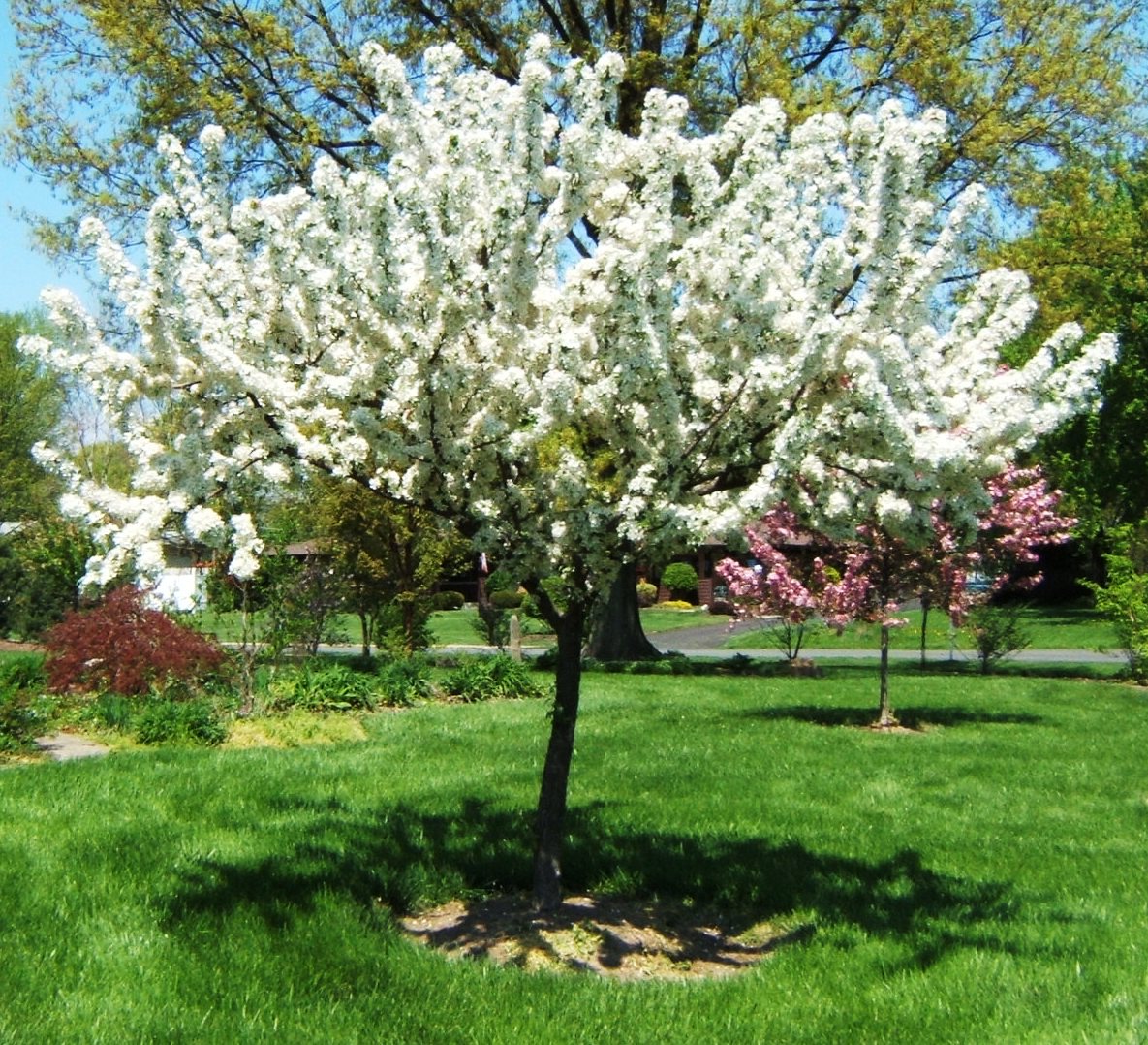 Buy Malus X zumi 'Calocarpa': Red Bud Crabapple Seeds Online in