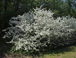 Malus sargentii: Sargent's Crab Seeds