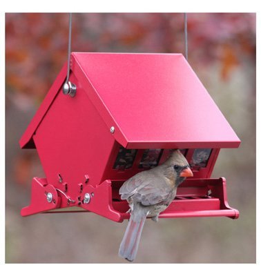 Mini Absolute II Squirrel Proof Hopper Bird Feeder