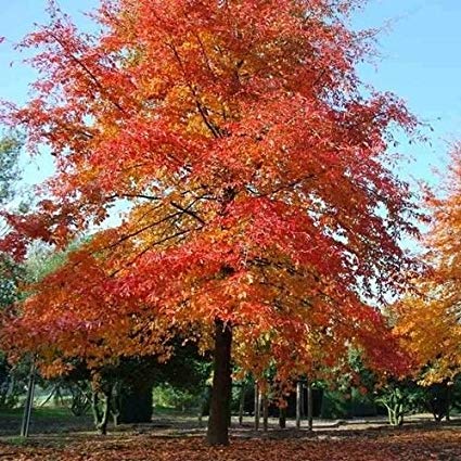 Nyssa sylvatica: Black Gum or Tupelo Seeds