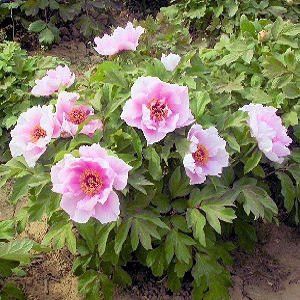 planting tree peony seeds Paeonia suffruticosa: Moutan Tree Peony Seeds