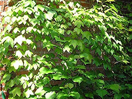 Parthenocissus tricuspidata: Boston Ivy Seeds